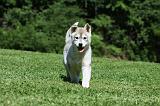 SIBERIAN HUSKY 389